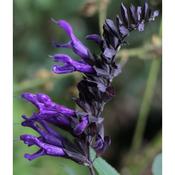 Salvia 'Amistad' (3L pot) image
