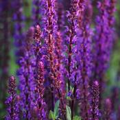 Salvia 'Caradonna' (5L pot) image