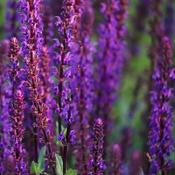 Salvia 'Caradonna' (1L pot)