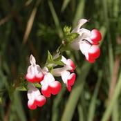 Salvia 'HotLips' (3L pot) image