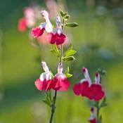 Salvia 'Hot Lips' (2L pot) image