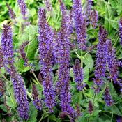 Salvia 'Mainacht' (2L pot) image