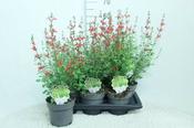 Salvia 'Hot Lips' (15cm pot)