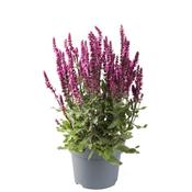 Salvia 'Sensation Compact Rose' (1L pot) image