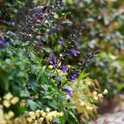 Salvia Salgoon® 'Lake Blueberry' (3L pot) image