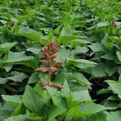 Salvia Salgoon 'Strawberry Lake' (2L pot) image