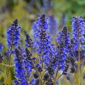 Salvia Sensation Compact 'Dark Blue improved' (1L pot) image