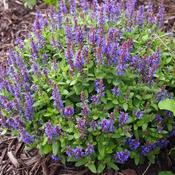 Salvia Sensation Compact Violet (1L pot) image