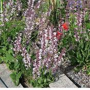 Salvia 'Sensation Pink' (2L pot) image