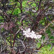 Sambucus 'Black Lace' (3L pot) image