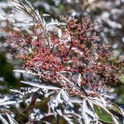 Sambucus 'Black Lace' (5L pot) image
