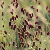 Sanguisorba 'Proud Mary' (3L pot)