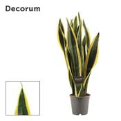Sansevieria 'Black Gold' (12cm pot)
