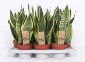 Sansevieria 'Futura Superba' (14cm pot)