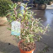 Sarcococca hookeriana digyna (5L pot)