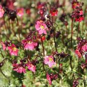 Saxifraga 'Ballawley Guardsman (9cm pot) image