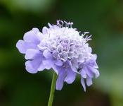 Scabiosa 'Butterfly Blue' (2L pot) image