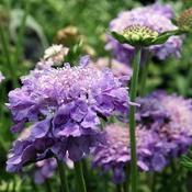 Scabiosa 'Mariposa Blue' (2L pot) image