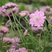 Scabiosa 'Pink Mist' (2L pot) image