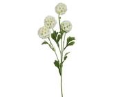 Scabiosa Spray on stem image