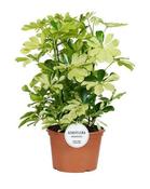 Schefflera 'Melanie' (21cm pot)