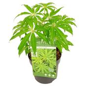 Schefflera 'Winter Jungle' (1.5L pot) image