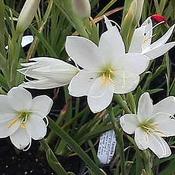 Schizostylis 'Alba' (2L pot)