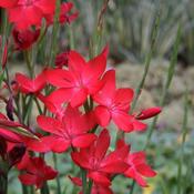 Schizostylis 'Major' (2L pot) image