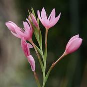 Schizostylis 'Mrs Hegarty' (2L pot)