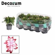 Schlumbergera Red (10.5cm pot) image