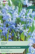 Scilla Siberica (20 bulbs)