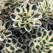 Sedum 'Atlantis' (3L pot) image