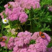 Sedum 'Autumn Joy' (3L pot)