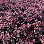 Sedum 'Back in Black' (3L pot)