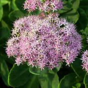 Sedum 'Brilliant' (2L pot) image