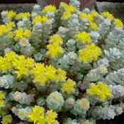 Sedum 'Cape Blanco' (9cm pot) image