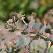 Sedum 'Coca Cola' (9cm pot)
