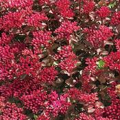 Sedum 'Dragons Blood' (3L pot)