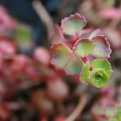 Sedum 'Fuldaglut' (9cm pot) image