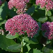 Sedum 'Herbstfreude' (2L pot) image