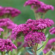 Sedum 'Mr Goodbud' (3L pot) image