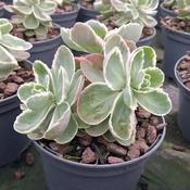 Sedum telephium 'La Vie en Rose' (1L pot)