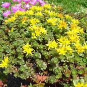 Sedum 'Weihenst. Gold' (9cm pot)