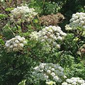 Selinum Wallichianum (3L pot) image