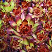 Sempervivum 'Bronco' (9cm pot) image