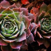 Sempervivum 'Hey-Hey' (9cm pot)