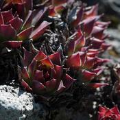 Sempervivum 'Noir' (9cm pot)