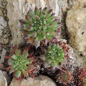 Sempervivum 'Oddity' (9cm pot)
