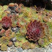 Sempervivum 'Ohio Burgundy' (9cm pot)