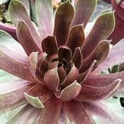 Sempervivum 'Ruby Heart' (9cm pot)